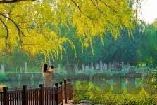 除了糖心vlog还有哪些平台-多元化的视频分享新选择，除了糖心Vlog的其它亮眼平台